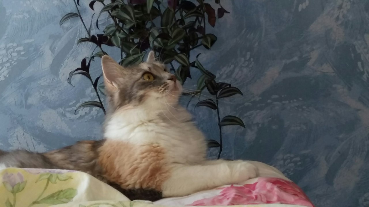 стихи про кошек